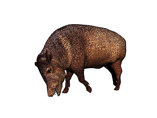 포토 JPG 해외이미지 털 사람없음 그래픽 갈색 위험 사냥 무거움 멧돼지 해외포토 컬러 컨셉 포유류 무게 파일형식 이미지허브