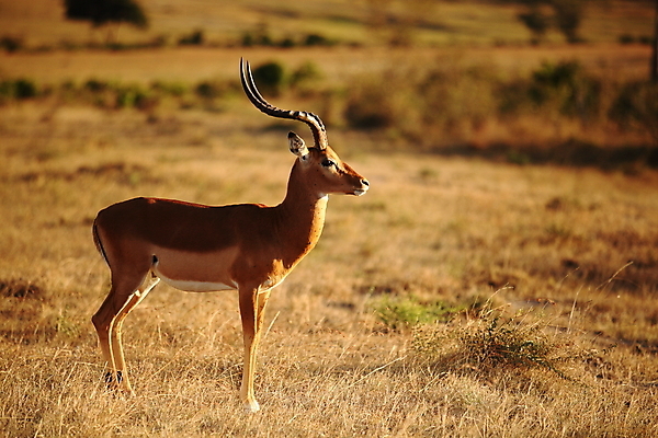 포토 JPG 해외이미지 동물 공원 여자 남자 야생동물 포유류 아프리카 자연 초식동물 사슴 뿔 파노라마 국립공원 서기 풍경 사람없음 야외 뷰티 머리 환경 게임 황무지 닫기 군중 방목 사파리 손목시계 싱글 귀 영양 케냐 내추럴 가젤 사바나 세렝게티 전국 탄자니아 해외포토 공공시설 나라 시계 장신구 모션 놀이 촬영기법 사람 신체부위 축산업 생태계 파일형식 이미지허브