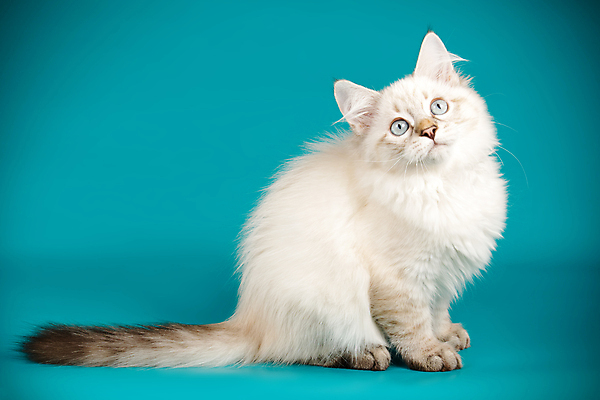 포토 JPG 해외이미지 한마리 사람없음 파란색 반려동물 고양이 네바마스커레이드 해외포토 동물 1 컬러 포유류 파일형식 이미지허브