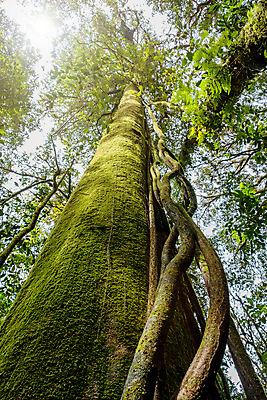 포토 JPG 해외이미지 나무 식물 공원 아시아 여행 백그라운드 잎 태국 자연 이끼 풍경 사람없음 야외 목재 초록색 여름 빛 환경 성장 나뭇가지 보호 숲 큼 열대우림 뿌리 내추럴 아마존 옛날 해외포토 계절 공공시설 나라 컬러 컨셉 재료 크기 생태계 파일형식 이미지허브