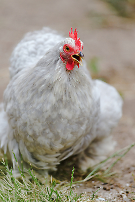 포토 JPG 해외이미지 동물 얼굴 포즈 조류 건강 취미 사람없음 야외 빨간색 반려동물 농장 정원 치킨 가축 소리 외침 회색 잡기 머리빗 오픈 원형 입 닫기 호흡 작음 순수 깃털 부리 부름 내추럴 기르기 보유 비명 특별함 해외포토 도형 컬러 컨셉 농업 모션 신체부위 미용용품 크기 닭고기요리 돌봄 파일형식 이미지허브