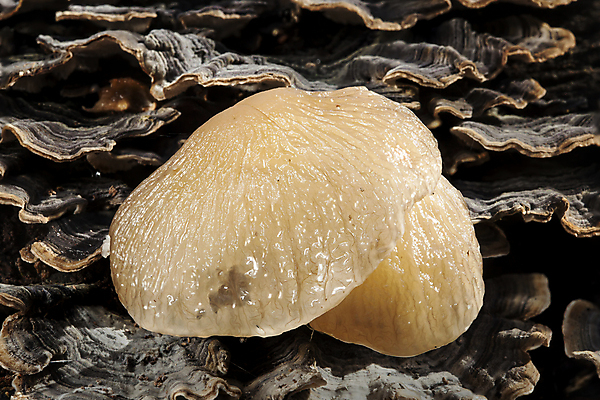 포토 JPG 해외이미지 식물 계절 유럽 음식 백그라운드 자연 영국 사람없음 야외 가로 버섯 성장 가을 흰색 시골 닫기 숲 유기농 날것 곰팡이 삼림지대 식용 캡모자 세련 끈적임 해외포토 모자_잡화 웰빙 나라 컬러 모션 생태계 파일형식 이미지허브