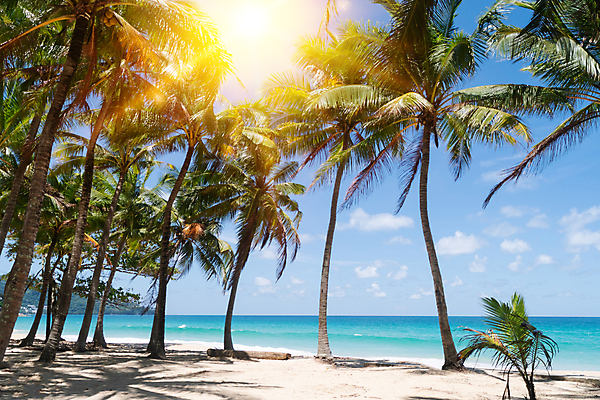 포토 JPG 해외이미지 주간 하늘 해변 사람없음 야외 여름 야자수 햇빛 여름풍경 해외포토 자연요소 나무 계절 바다 풍경 태양 파일형식 여름_계절 이미지허브