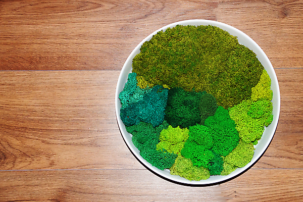 포토 JPG 해외이미지 식물 디자인 벽 백그라운드 잎 패턴 자연 벽지 표면 추상 이끼 사람없음 내부 장식 세로 초록색 빛 컬러풀 갈색 노란색 환경 정원 성장 신선 판넬 원형 숲 묘사 생태계 질감 조경 리빙 내추럴 생태학 옛날 해외포토 도형 교육 컬러 무늬 파일형식 이미지허브