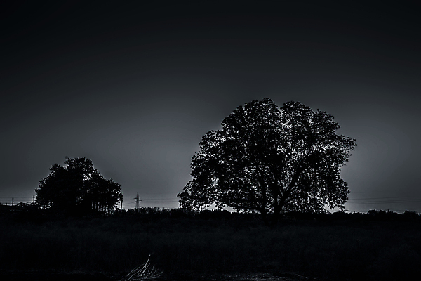 포토 JPG 해외이미지 나무 1 계절 공원 실루엣 백그라운드 밭 자연 하늘 날씨 풍경 사람없음 야외 빨간색 여름 파란색 태양 뷰티 평화 일출 환경 황혼 일몰 새벽 사막 수확 가을 시골 황무지 황금 고독 저녁 11월 땅 싱글 사바나 혼자 수평선 해외포토 자연요소 식물 공공시설 감정 컬러 컨셉 농업 촬영기법 노을 날짜 야간 생태계 파일형식 이미지허브