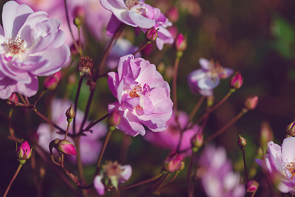 포토 JPG 해외이미지 식물 디자인 계절 공원 꽃잎 꽃 분홍색 백그라운드 꽃무늬 자연 영국 잉글랜드 사람없음 초록색 여름 뷰티 장미 정원 보라색 황혼 수확 성장 벚꽃 가을 개화 우아함 소프트포커스 관목 조경 해외포토 나무 공공시설 유럽 컬러 컨셉 무늬 농업 촬영기법 일몰 생태계 파일형식 이미지허브
