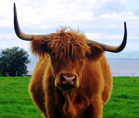 포토 JPG 해외이미지 동물 얼굴 음식 밭 자연 하늘 건강 사람없음 야외 초록색 파란색 농장 갈색 가축 소고기 우유 흰색 시골 소 먹기 황소 코 해외포토 컬러 농업 포유류 모션 유제품 육류 신체부위 생태계 파일형식 이미지허브