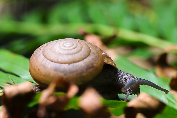 포토 JPG 해외이미지 주간 한마리 잎 근접촬영 사람없음 야외 아웃포커스 소프트포커스 마른잎 해외포토 자연요소 식물 1 뷰포인트 촬영기법 파일형식 이미지허브