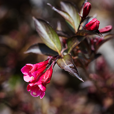 포토 JPG 해외이미지 식물 계절 꽃잎 꽃 꽃무늬 자연 사람없음 야외 여름 환경 정원 성장 벚꽃 신선 개화 닫기 관목 생태계 원예 화단 내추럴 영원 해외포토 나무 무늬 모션 취미 파일형식 이미지허브
