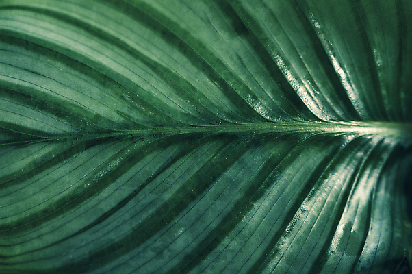 포토 JPG 해외이미지 나무 식물 디자인 계절 꽃 백그라운드 잎 꽃무늬 패턴 오렌지 자연 벽지 추상 손바닥 미술 사람없음 장식 초록색 파란색 컬러풀 뷰티 노란색 정원 스파 어둠 봄 수확 성장 벚꽃 숲 묘사 질감 복고 내추럴 생태학 엘리먼트 이국적 해외포토 손 교육 컬러 무늬 농업 과일 문화예술 생태계 파일형식 이미지허브