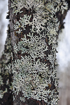 포토 JPG 해외이미지 나무 식물 디자인 공원 백그라운드 겨울 패턴 자연 벽지 추상 이끼 풍경 사람없음 야외 목재 환경 봄 성장 시골 습지 숲 버드나무 묘사 그림 질감 나무껍질 미루나무 생태학 옛날 해외포토 계절 공공시설 교육 무늬 재료 껍질 생태계 파일형식 이미지허브