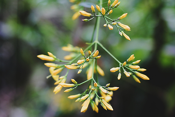 포토 JPG 해외이미지 나무 식물 계절 공원 꽃 백그라운드 잎 꽃무늬 자연 사람없음 야외 초록색 뷰티 노란색 정원 봄 벚꽃 흰색 나뭇가지 신선 내추럴 해외포토 공공시설 컬러 무늬 생태계 파일형식 이미지허브