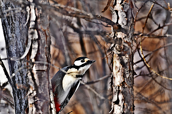 포토 JPG 해외이미지 동물 조류 사람없음 견과류 덩굴 깃털 부리 참새 해외포토 식물 파일형식 이미지허브