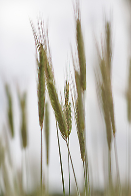 포토 JPG 해외이미지 모양 식물 계절 음식 빵 줄기 백그라운드 컨셉 밭 농업 자연 하늘 추상 건강 씨앗 풍경 사람없음 야외 여름 빛 농작물 농장 농경지 환경 빵집 수확 성장 가을 시골 신선 황금 낟알 시리얼 밀 유기농 심플 보리 밀가루 밭일 숙성 호밀 세련 해외포토 웰빙 산업 무늬 곡류 상점 가루 생태계 파일형식 이미지허브