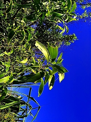 포토 JPG 해외이미지 나무 식물 계절 꽃 음식 모래 백그라운드 잎 오렌지 자연 하늘 건강 동양인 풍경 사람없음 야외 빨간색 파란색 컬러풀 뷰티 노란색 봄 들꽃 사막 성장 벚꽃 개화 센터 호주 언덕 가뭄 내추럴 아카시아 오지 해외포토 컬러 과일 날씨 인종 오세아니아 생태계 파일형식 이미지허브