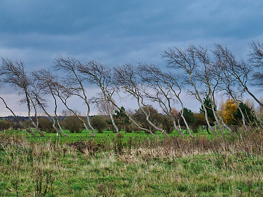 포토 JPG 해외이미지 나무 길 선 겨울 자연 하늘 바람 영국 잉글랜드 풍경 사람없음 야외 목재 힘 회색 내추럴 벌거벗은 줄서기 폭풍우 해외포토 자연요소 식물 계절 유럽 컬러 재료 모션 날씨 비_날씨 자연재해 생태계 파일형식 이미지허브