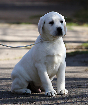 포토 JPG 해외이미지 응시 공원 행복 어린이 놀이 탁자 사람없음 반려동물 노란색 귀여움 기쁨 개 리트리버 달콤 강아지 래브라도리트리버 위치 창백 기르기 유래 해외포토 동물 시선 공공시설 감정 컬러 가구 컨셉 포유류 사람 맛 돌봄 파일형식 이미지허브