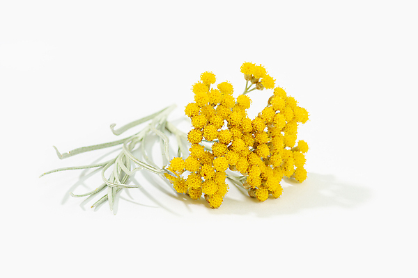 포토 JPG 해외이미지 식물 꽃 잎 농업 재료 자연 요리 사람없음 장식 들꽃 벚꽃 신선 개화 닫기 맛 약초 허브 향신료 흰배경 유기농 향기 아로마 향 카레 내추럴 고립 해외포토 웰빙 산업 음식 백그라운드 컨셉 모션 흰색 풀_식물 생태계 냄새 향미료 파일형식 이미지허브