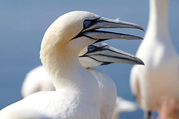 포토 JPG 해외이미지 동물 야생동물 바다 섬 여행 백그라운드 날개 자연 조류 풍경 사람없음 야외 물 여름 파란색 빛 컬러풀 노란색 환경 놀람 흰색 그룹 깃털 부리 부드러움 내추럴 강렬 식민지 인구 흥미 많음 해외포토 자연요소 계절 감정 컬러 컨셉 표정 감각 생태계 파일형식 이미지허브