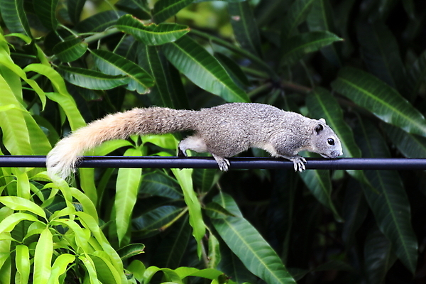 포토 JPG 해외이미지 나무 라이프스타일 공원 야생동물 잎 오렌지 자연 털 사람없음 야외 빨간색 초록색 반려동물 노란색 머리 정원 점프 봄 견과류 뜨거움 설치류 숲 질감 다람쥐 여우 솜털 내추럴 해외포토 식물 동물 계절 공공시설 컬러 과일 포유류 모션 생활 신체부위 생태계 파일형식 이미지허브