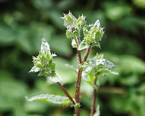 포토 JPG 해외이미지 꽃잎 꽃 잎 자연 사람없음 묘사 화창 해외포토 식물 날씨 생태계 파일형식 이미지허브