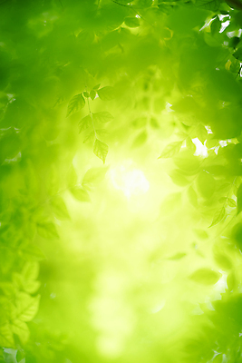 포토 JPG 해외이미지 나무 식물 계절 백그라운드 컨셉 잎 패턴 자연 벽지 추상 잔디 사람없음 초록색 빛 컬러풀 햇빛 태양 뷰티 우주 환경 정원 맑음 봄 성장 신선 숲 질감 보케 부드러움 내추럴 블러 생태학 지구의날 카피스페이스 그리너리 효과 해외포토 자연요소 교육 기념일 컬러 무늬 날씨 공백 감각 생태계 파일형식 트랜드컬러 이미지허브