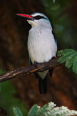 포토 JPG 해외이미지 주간 야생동물 잎 자연 조류 사람없음 야외 나뭇가지 물새 물총새 해외포토 자연요소 나무 식물 동물 생태계 파일형식 이미지허브