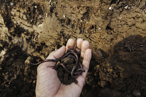 포토 JPG 해외이미지 손 지구 백그라운드 컨셉 패턴 밭 농업 자연 표면 사람없음 농장 갈색 환경 정원 흙 성장 흰색 신선 닫기 보호 땅 묘사 유기농 원예 질감 먼지 진흙 내추럴 고립 그런지 땅바닥 생태학 세련 해외포토 웰빙 교육 산업 컬러 무늬 모션 바닥 취미 신체부위 생태계 파일형식 이미지허브