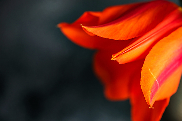 포토 JPG 해외이미지 꽃잎 꽃 검은배경 사람없음 튤립 만족 카피스페이스 해외포토 식물 감정 백그라운드 검은색 공백 파일형식 이미지허브