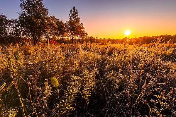 포토 JPG 해외이미지 나무 식물 계절 밭 자연 하늘 아침 풍경 사람없음 초록색 파란색 컬러풀 햇빛 태양 노란색 일출 보라색 일몰 안개 가을 저녁 숲 제비꽃 서리 러시아 장면 자작나무 수평선 해외포토 주간 자연요소 꽃 유럽 컬러 농업 날씨 노을 야간 생태계 파일형식 이미지허브
