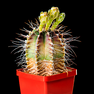 포토 JPG 해외이미지 스튜디오촬영 식물 1 꽃잎 꽃 백그라운드 꽃무늬 자연 검은배경 선인장 3 사람없음 초록색 여름 한개 뷰티 정원 검은색 성장 벚꽃 흰색 신선 시간 개화 닫기 묘사 오브젝트 속도 내추럴 고립 해외포토 계절 컬러 무늬 모션 실내 생태계 파일형식 이미지허브