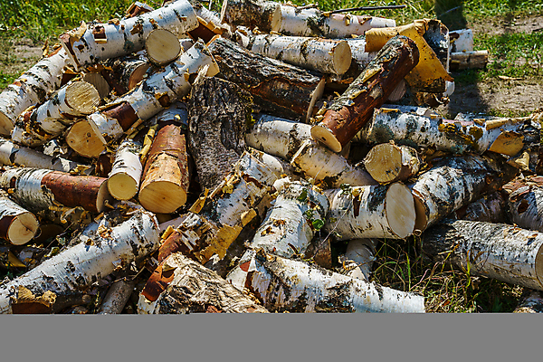 포토 JPG 해외이미지 나무 식물 계절 백그라운드 잎 자연 건조 풍경 사람없음 야외 목재 초록색 컬러풀 태양 환경 침묵 시골 황금 주식 숲 장작 나무껍질 연료 자작나무 다리찢기 내추럴 밭일 생태학 옛날 해외포토 자연요소 교육 컬러 재료 모션 금융 소리 껍질 생태계 파일형식 이미지허브