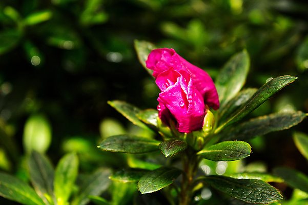 포토 JPG 해외이미지 식물 꽃잎 꽃 분홍색 백그라운드 잎 꽃무늬 자연 사람없음 빨간색 초록색 여름 컬러풀 뷰티 정원 보라색 봄 활발 벚꽃 흰색 나뭇가지 개화 진달래 복고 꿀 내추럴 강렬 꽃수술 아열대 이국적 해외포토 나무 계절 컬러 컨셉 무늬 생태계 파일형식 이미지허브