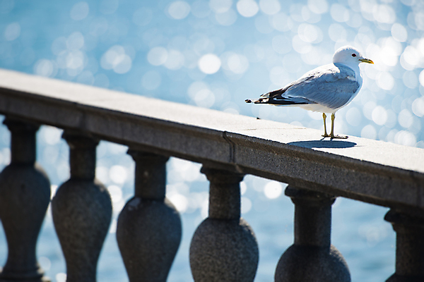 포토 JPG 해외이미지 동물 야생동물 바다 날개 자연 갈매기 조류 서기 사람없음 야외 물 여름 파란색 빛 반사 맑음 흰색 깃털 보케 철책 해외포토 자연요소 계절 컬러 모션 날씨 생태계 파일형식 이미지허브