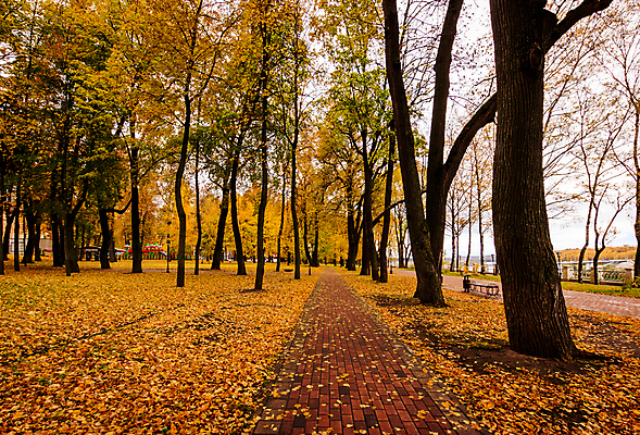 포토 JPG 해외이미지 주간 공원 단풍 낙엽 단풍나무 풍경 사람없음 야외 주황색 가을 공원길 해외포토 자연요소 나무 계절 공공시설 길 컬러 잎 파일형식 이미지허브