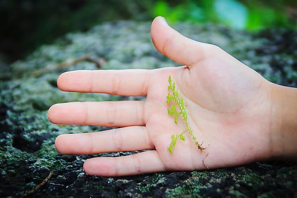 포토 JPG 해외이미지 주간 식물 계절 공원 백그라운드 잎 패턴 밭 자연 벽지 이끼 사람없음 야외 장식 초록색 여름 빛 뷰티 환경 정원 봄 성장 나뭇가지 신선 소프트포커스 숲 작음 열대우림 유기농 질감 상록수 스파이크 내추럴 양치류 해외포토 자연요소 나무 웰빙 공공시설 컬러 무늬 농업 촬영기법 크기 생태계 파일형식 이미지허브