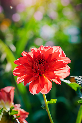포토 JPG 해외이미지 식물 꽃잎 꽃 분홍색 백그라운드 꽃무늬 자연 사람없음 빨간색 여름 뷰티 정원 보라색 벚꽃 가을 신선 소프트포커스 달리아 싱글 원예 보케 해외포토 계절 컬러 무늬 촬영기법 취미 생태계 파일형식 이미지허브