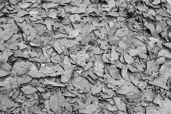 포토 JPG 해외이미지 식물 백그라운드 잎 자연 건조 사람없음 야외 환경 검은색 죽음 유기농 장면 내추럴 생태학 해외포토 웰빙 교육 컬러 생태계 파일형식 이미지허브