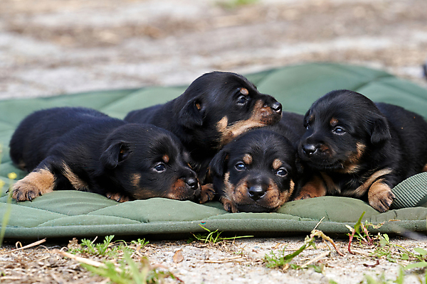 포토 JPG 해외이미지 동물 행복 얼굴 새끼 자연 놀이 엄마 사람없음 야외 초록색 반려동물 갈색 우정 흰색 아기 신생아 직물 신용카드 개 달콤 강아지 작음 테리어 냄새 잭 거짓말 기르기 동반자 해외포토 감정 컬러 포유류 가족 사람 신체부위 금융 친구 맛 크기 생태계 돌봄 파일형식 이미지허브