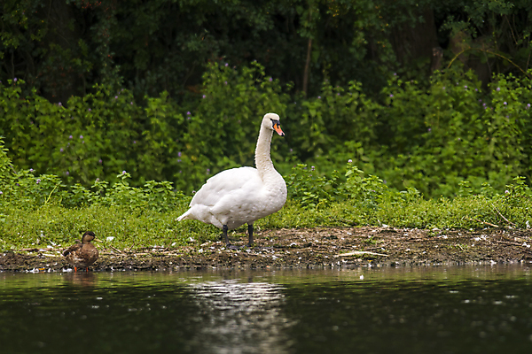 포토 JPG 해외이미지 동물 호수 야생동물 바다 백그라운드 가족 자연 조류 아침 사랑 사람없음 야외 물 빛 강 뷰티 반사 평화 귀여움 수영 거울 흰색 하트 연못 황무지 우아함 심볼 깃털 부리 백조 장면 내추럴 고립 단아함 벙어리 웅장함 해외포토 주간 자연요소 모양 감정 컬러 컨셉 관계 수상스포츠 생태계 파일형식 이미지허브