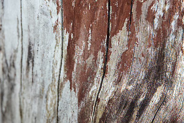 포토 JPG 해외이미지 나무 식물 디자인 벽 백그라운드 패턴 자연 표면 추상 건조 사람없음 야외 목재 갈색 수확 거친 묘사 질감 시들음 내추럴 그런지 수목 썩음 옛날 오리지널 흥미 해외포토 컬러 컨셉 무늬 농업 재료 생태계 파일형식 이미지허브