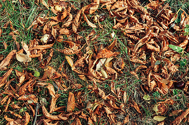 포토 JPG 해외이미지 백그라운드 낙엽 풍경 사람없음 가을 풀 숲 해외포토 식물 계절 잎 파일형식 이미지허브
