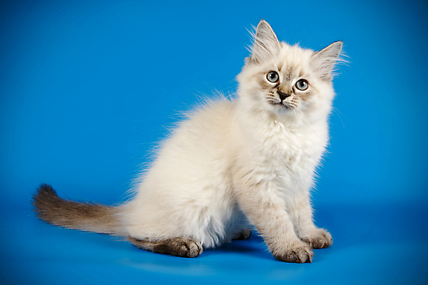 포토 JPG 해외이미지 한마리 사람없음 파란색 반려동물 고양이 네바마스커레이드 해외포토 동물 1 컬러 포유류 파일형식 이미지허브