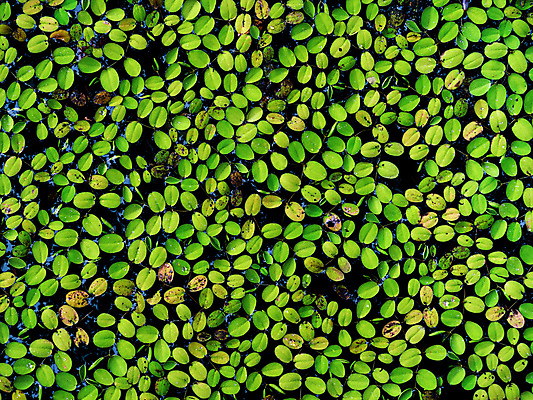 포토 JPG 해외이미지 식물 꽃 선 백그라운드 컨셉 단풍 잎 패턴 자연 표면 추상 이끼 사람없음 야외 초록색 물 여름 파란색 평화 정원 어둠 침묵 가을 물방울 연못 신선 원형 액체 그룹 숲 이슬 백합 질감 장면 이국적 해외포토 자연요소 도형 계절 컬러 무늬 소리 생태계 파일형식 이미지허브