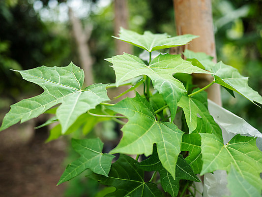 포토 JPG 해외이미지 나무 식물 손 음식 줄기 잎 농업 채소 가방 비즈니스 자연 건강 요리 취미 사람없음 야외 초록색 농장 새싹 환경 정원 흙 봄 놀이방 튀김 성장 농부 플라스틱 땅 유기농 원예 뿌리 시금치 모종 밭일 생태학 원예사 해외포토 직업 웰빙 잡화 계절 교육 산업 컬러 재질 신체부위 생태계 파일형식 이미지허브