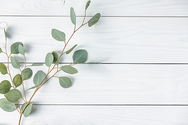 포토 JPG 해외이미지 식물 디자인 기념일 꽃 줄기 결혼 백그라운드 잎 꽃무늬 패턴 자연 탁자 추상 휴가 프레임 발렌타인데이 창조 미술 사람없음 장식 초록색 여름 화환 봄 수확 흰색 나뭇가지 축하 인사 원형 신용카드 플랫 잡지 정상 책상 질감 레이아웃 향기 엽서 위치 고립 구성 서류판 유칼립투스 미니멀 해외포토 도형 나무 계절 컬러 가구 컨셉 무늬 농업 데이이벤트 문화예술 이벤트 간행물 금융 사무용품 예절 편지 생태계 냄새 파일형식 이미지허브