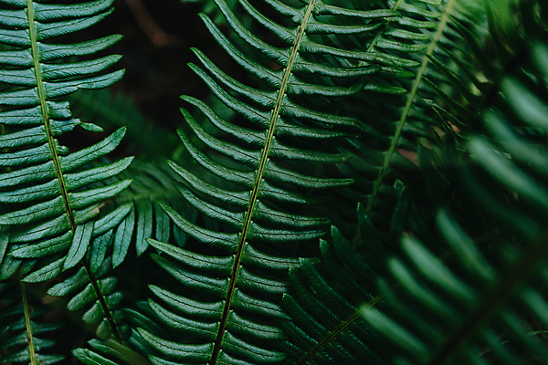 포토 JPG 해외이미지 백그라운드 잎 자연 사람없음 초록색 소프트포커스 해외포토 식물 컬러 촬영기법 생태계 파일형식 이미지허브