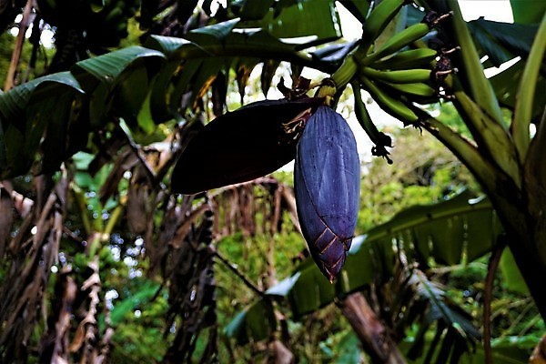 포토 JPG 해외이미지 나무 식물 꽃 음식 잎 농업 과일 자연 열대 바나나 사람없음 초록색 농장 마을 정원 보라색 미국 성장 벚꽃 숲 유기농 멀리 고립 베르데 몬테카를로 해외포토 웰빙 산업 컬러 북아메리카 생태계 모나코 파일형식 이미지허브