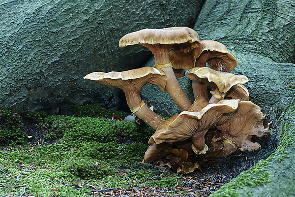 포토 JPG 해외이미지 식물 동물 계절 야생동물 음식 백그라운드 재료 자연 이끼 사람없음 야외 목재 초록색 여름 뷰티 갈색 정원 버섯 젖음 가을 바위 아기 신선 거북이 숲 유기농 내추럴 곰팡이 그물버섯 식용 이국적 채식주의자 해외포토 나무 웰빙 컬러 파충류 사람 돌_바위 생태계 채식 파일형식 이미지허브