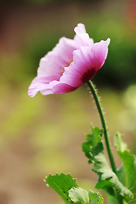 포토 JPG 해외이미지 식물 1 계절 공원 꽃잎 꽃 줄기 분홍색 잎 벽지 바람 왕관 따뜻함 사람없음 장식 초록색 빛 약 노란색 머리 정원 보라색 활발 들꽃 성장 벚꽃 시골 신선 개화 우아함 싱글 데이지 향기 냄새 열정 부드러움 양귀비 취급주의 해외포토 자연요소 공공시설 감정 컬러 컨셉 의학 날씨 경고 신체부위 감각 파일형식 이미지허브